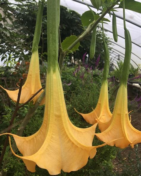 Brugmansia Suaveolens Yellow Angels Tears Live Plant Live Etsy Canada