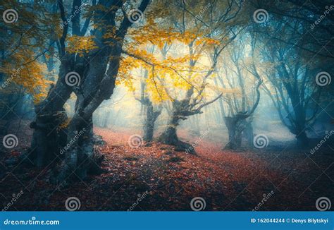Beautiful Mystical Forest In Blue Fog In Autumn Landscape Stock Photo