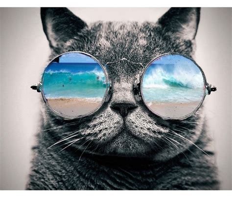 Idea By Jfoxpin On Inspiring Merged Photos Cool Cats Cats Photo