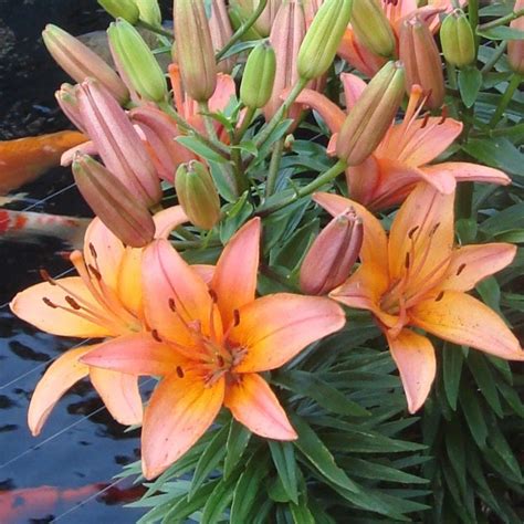 Buy Asiatic Lily Bulb Lilium Forever Marjolein £399 Delivery By Crocus
