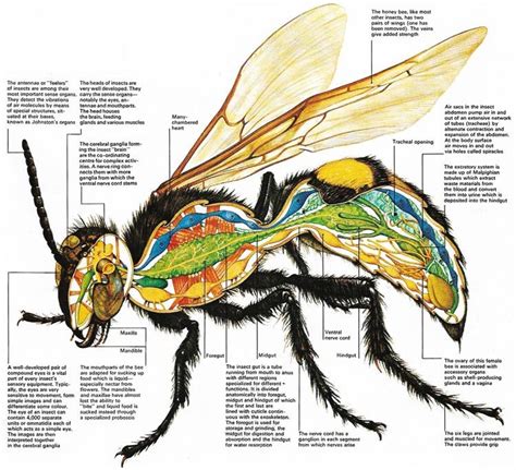 Insect Anatomy Insects Insect Anatomy Bugs And Insects
