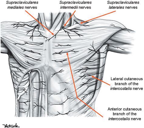Anatomy Of Chest Wall Veins Of The Chest Illustration Photograph By