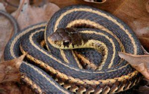 It's always far more cost effective to buy feeder insects in bulk, which often saves up to 70% off pet store prices. How Much Does Snake Removal Cost? - Wildlife Removal ...