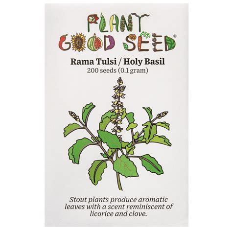 Rama Tulsi Holy Basil Seeds The Plant Good Seed Company