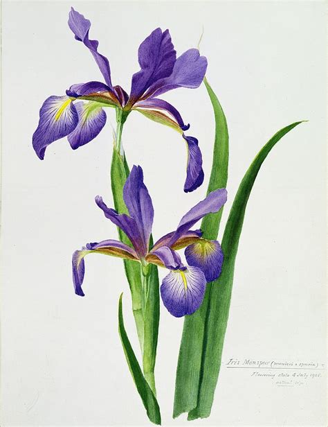 Iris Monspur Painting By Anonymous