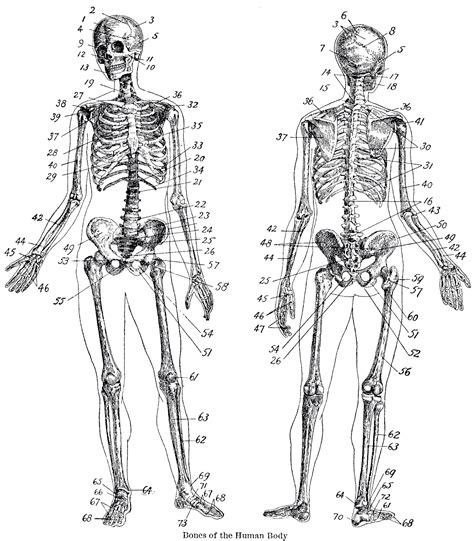 Free Printable Anatomy Diagrams Free Printable Worksheet