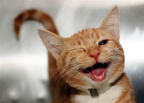 Smiling Cats Wallpapers High Quality Download Free