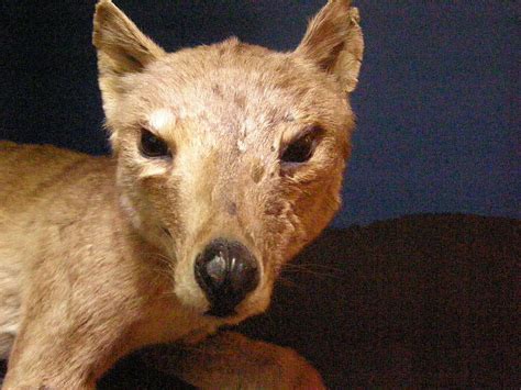 Изучайте релизы thylacine на discogs. Stuffed Thylacine - Unexplained Mysteries Image Gallery