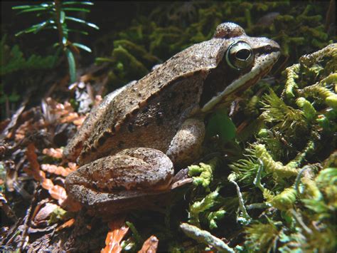 Wood Frog Fact Sheet Signs Of The Seasons A New England Phenology