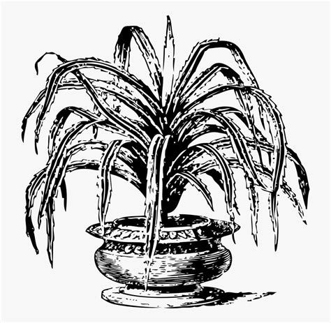 Gambar Pohon Bambu Kartun Hitam Putih Gambar Bagian Tumbuhan