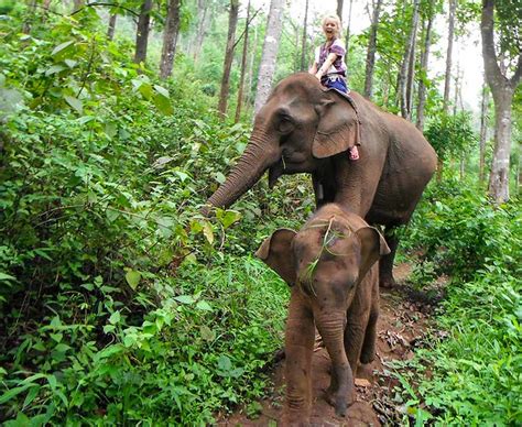 Chiang Mai Local Tours Thailand Brochures Tour Info Price And Travellers Reviews