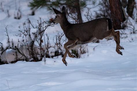 White Tailed Deer Running In Snow Stock Photo Image Of Running Deer