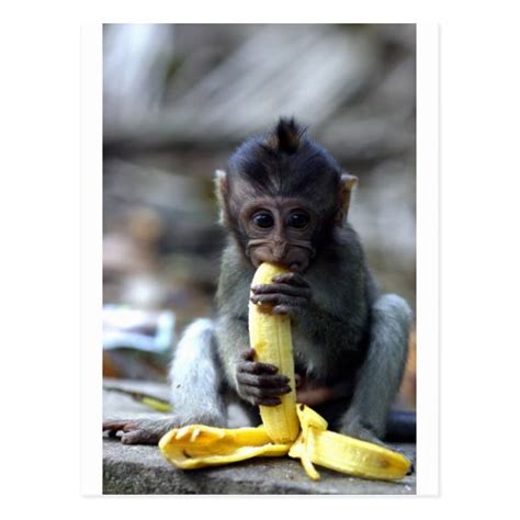 Cute Baby Macaque Monkey Eating Banana Postcard Zazzle