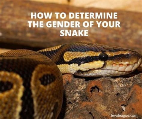 How To Determine The Gender Of Your Snake Levo League