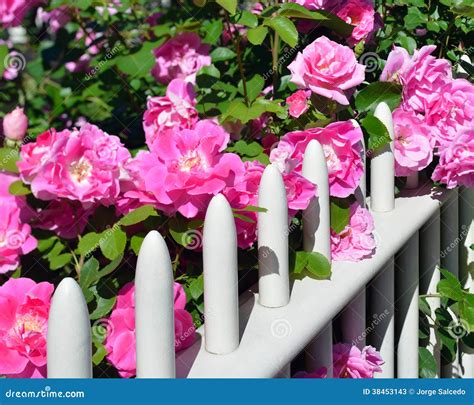 Pink Roses On Fence Stock Image Image Of Beautiful Plant 38453143