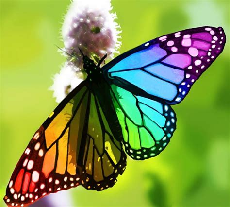 The Butterfly Reality Most Beautiful Butterfly Beautiful Butterflies