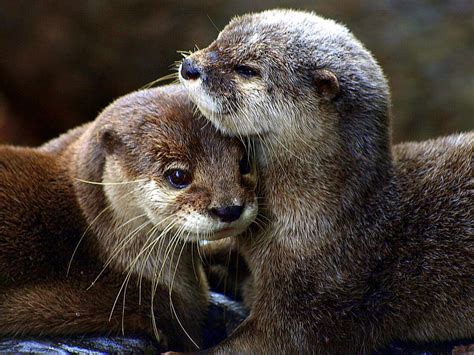 Pin By Debbi Kingsbury On Animals Otters Cute Otters Otter Love