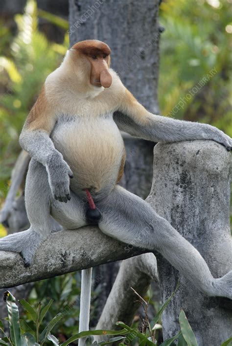 Male Proboscis Monkey Stock Image Z9100207 Science Photo Library