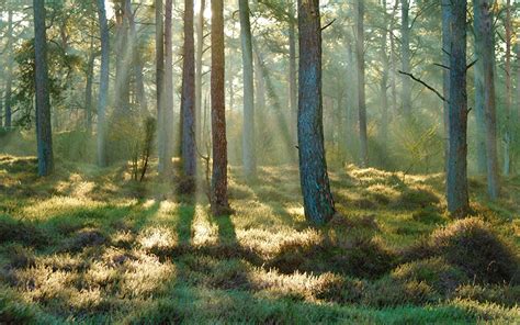 Fonds Decran Printemps Forêts Arbres Rayons De Lumière Herbe Nature