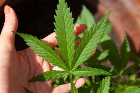 Conheça Os Benefícios Do Uso Medicinal Da Cannabis