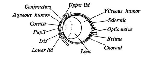 Anatomy Of A Frogs Eye Diagramillustration Of The Eye
