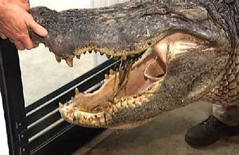 13 foot gator caught near lake marion campground