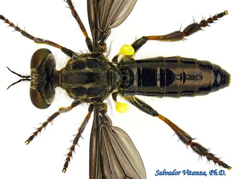 Diptera Asilidae Holopogon Mica Robber Flies Female E Urban