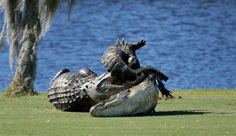 Two Giant Alligators Fought Each Other And The Pictures Are Absolutely