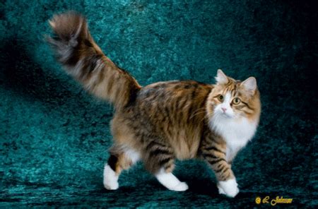 This can be especially true into older age when cats may struggle to groom themselves. Coat Colors | Siberians