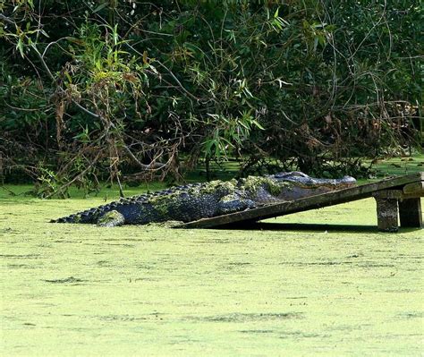 Hd Wallpaper Alligator Swamp 2 Meters 4 2 Meters Sleeping Sunning