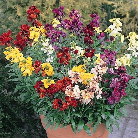 Wallflower Mixed Bedding Plants For Sale Free Uk Delivery
