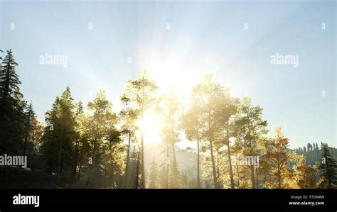 Sun Shining Through Pine Trees In Mountain Forest Stock Photo Alamy