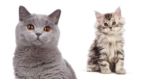 How To Introduce a Cat to a Kitten - The Best Tips And Advice