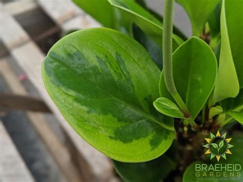 Buy Peperomia Obtusifolia Green Variegated Online Free