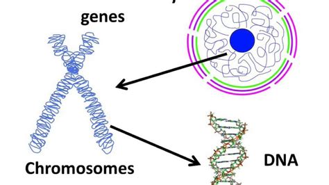 Describe The Relationship Between Genes Dna And Chromosomes