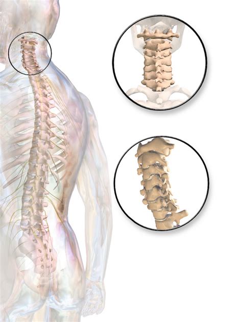Cervical Spine Injuries Lower Cervical Spine Injuries Ocf And More