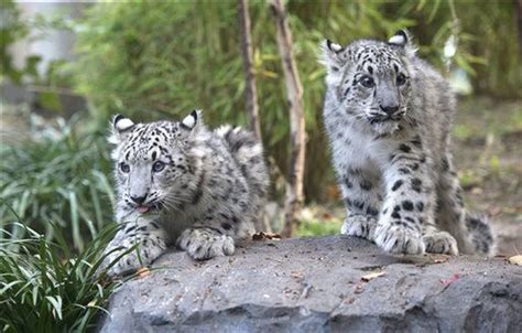 Video Twin Snow Leopard Cubs Make Debut In Central Park
