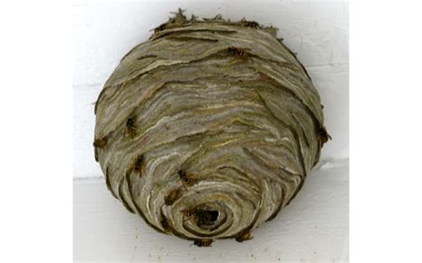 What Does A Wasp Nest Look Like And How Do You Find A Wasp Nest Andy