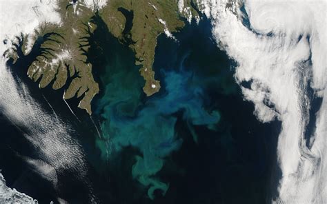 Phytoplankton Bloom Climate Change Vital Signs Of The Planet
