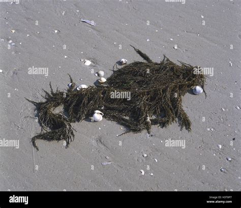 Japanese Berry Seaweed Sargassum Muticum Mussels Nature Beach
