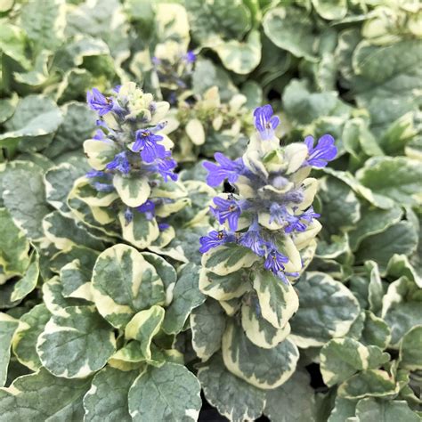 Ajuga Reptans Silver Queen Bugleweed 35 Pot Little Prince To Go