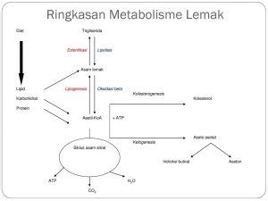 Metabolisme Pengertian Fungsi Dan Prosesnya Haloedukasi Com