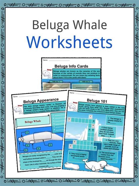 Beluga Whales Facts Worksheets Habitat Anatomy And Life Cycle For Kids