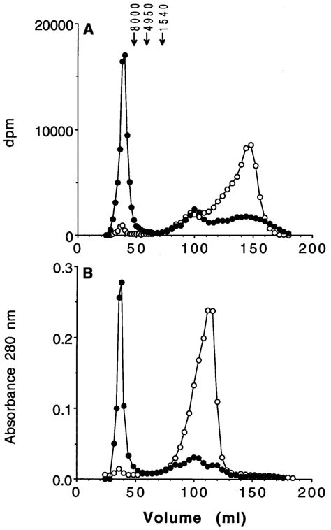 Size Exclusion Chromatography Of The Products Of The Reaction Between