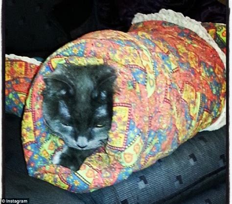 Cat Burrito Pictures Take Instagram By Storm Daily Mail Online