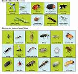 Photos of Garden Pest Identification Chart