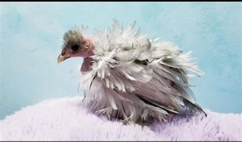 Naked Neck Frizzle Bantam Hatching Eggs Fancy Calm Pets Ebay