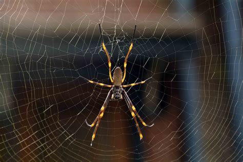 Common Garden Orb Web Spider South Africa Fasci Garden