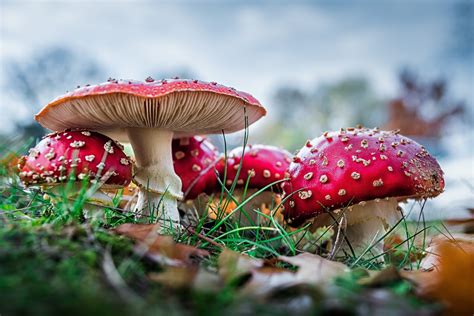 Free Images Nature Flower T Autumn Toadstool Point Close