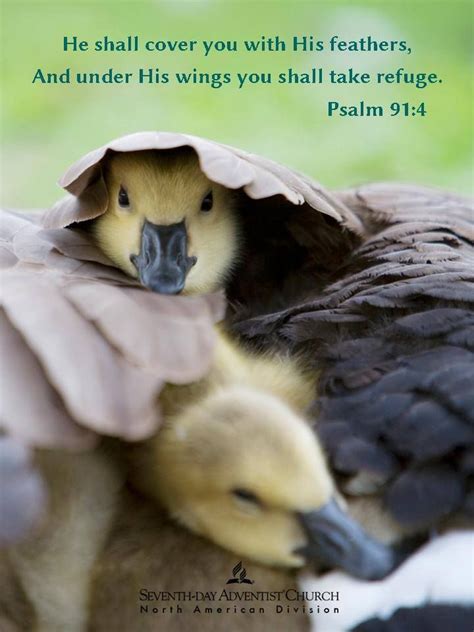 Psalm 914 He Will Cover You With His Wings You Will Be Safe In His